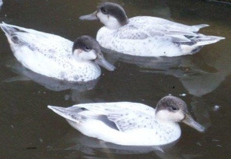 canards baikal opale - Sarcelle d'hiver Opale/bleu perlé, Animaux & Accessoires, Plusieurs animaux, Canard