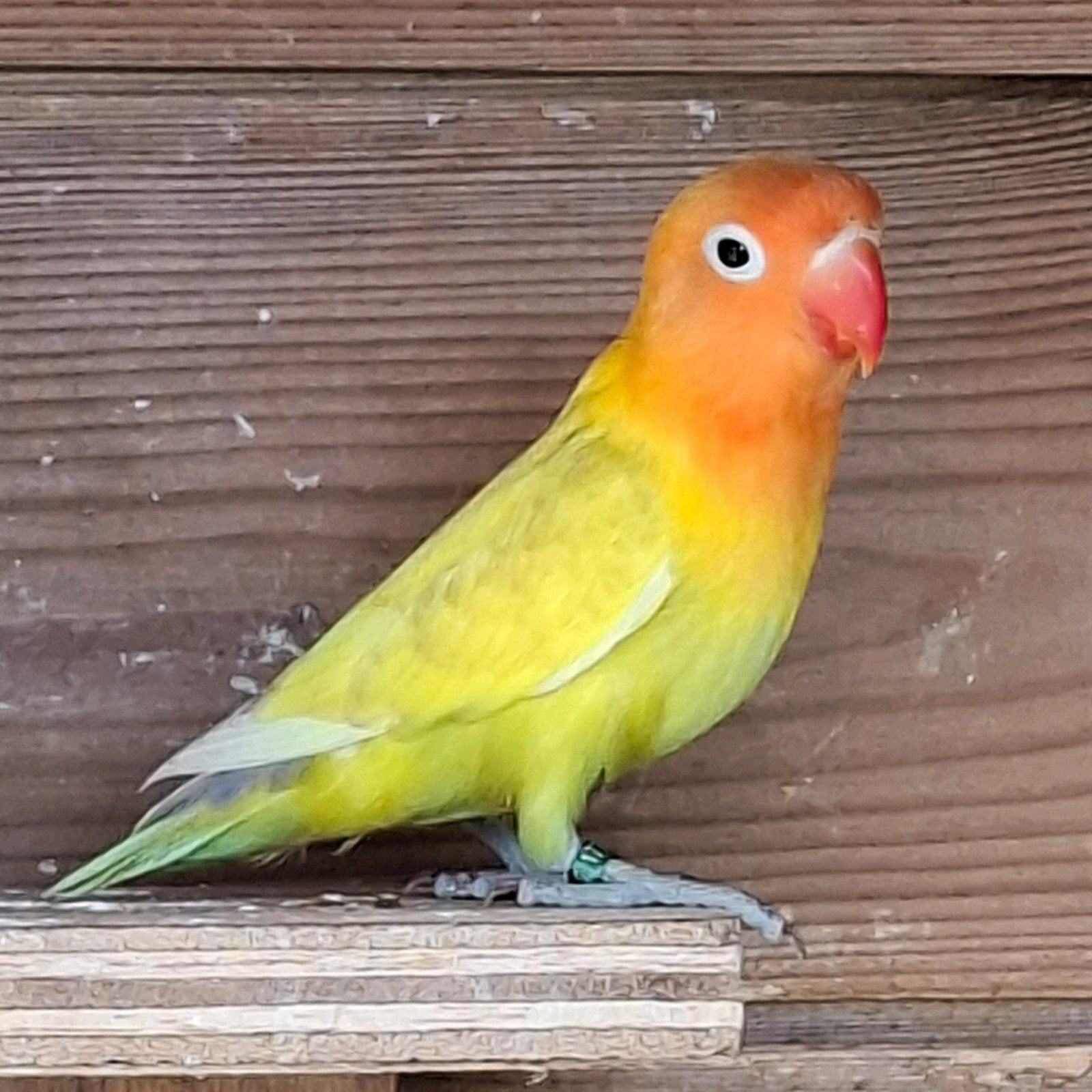 Jonge agapornis fisherie, Dieren en Toebehoren, Vogels | Parkieten en Papegaaien, Meerdere dieren, Dwergpapegaai of Agapornis