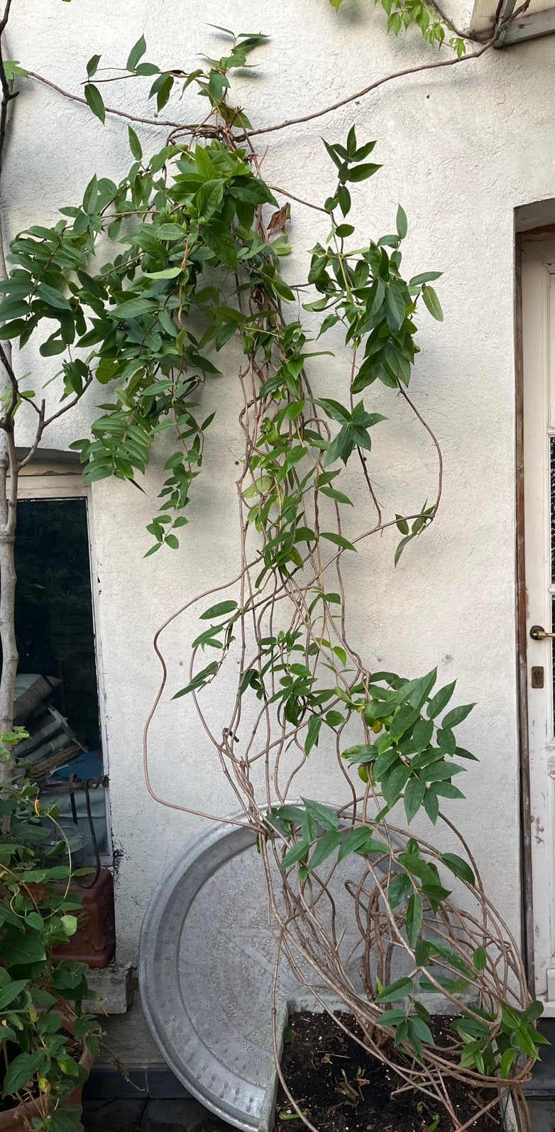 Grote XL Kamperfoelie (Lonicera) klimplant ca. 3 meter hoog!, Tuin en Terras, Ophalen, Zomer, Halfschaduw