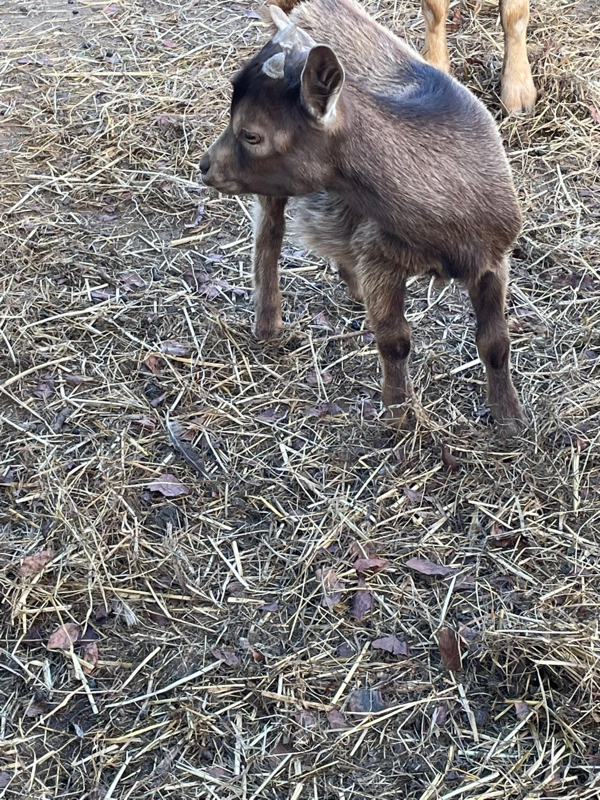 Dwerggeiten bokje, Dieren en Toebehoren, Mannelijk, Geit, 0 tot 2 jaar