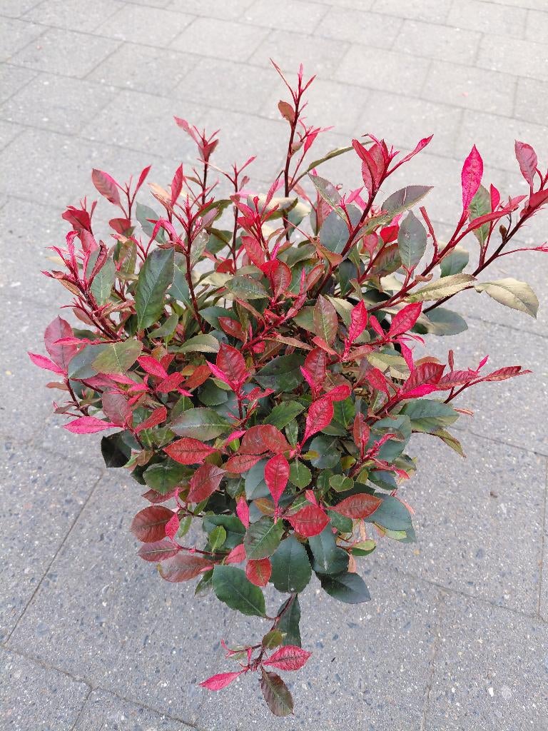 Photinia Little Fenna, Enlèvement