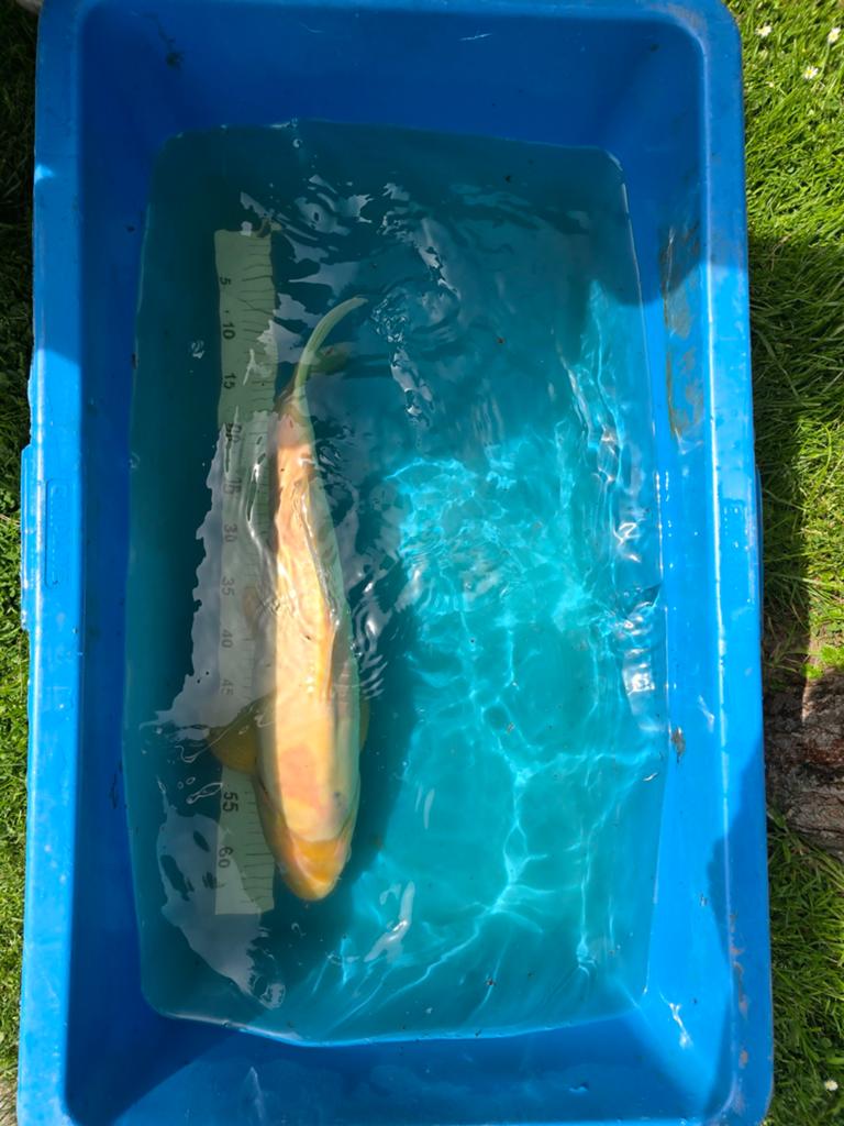 Belle carpe koï de 55 à 60 cm