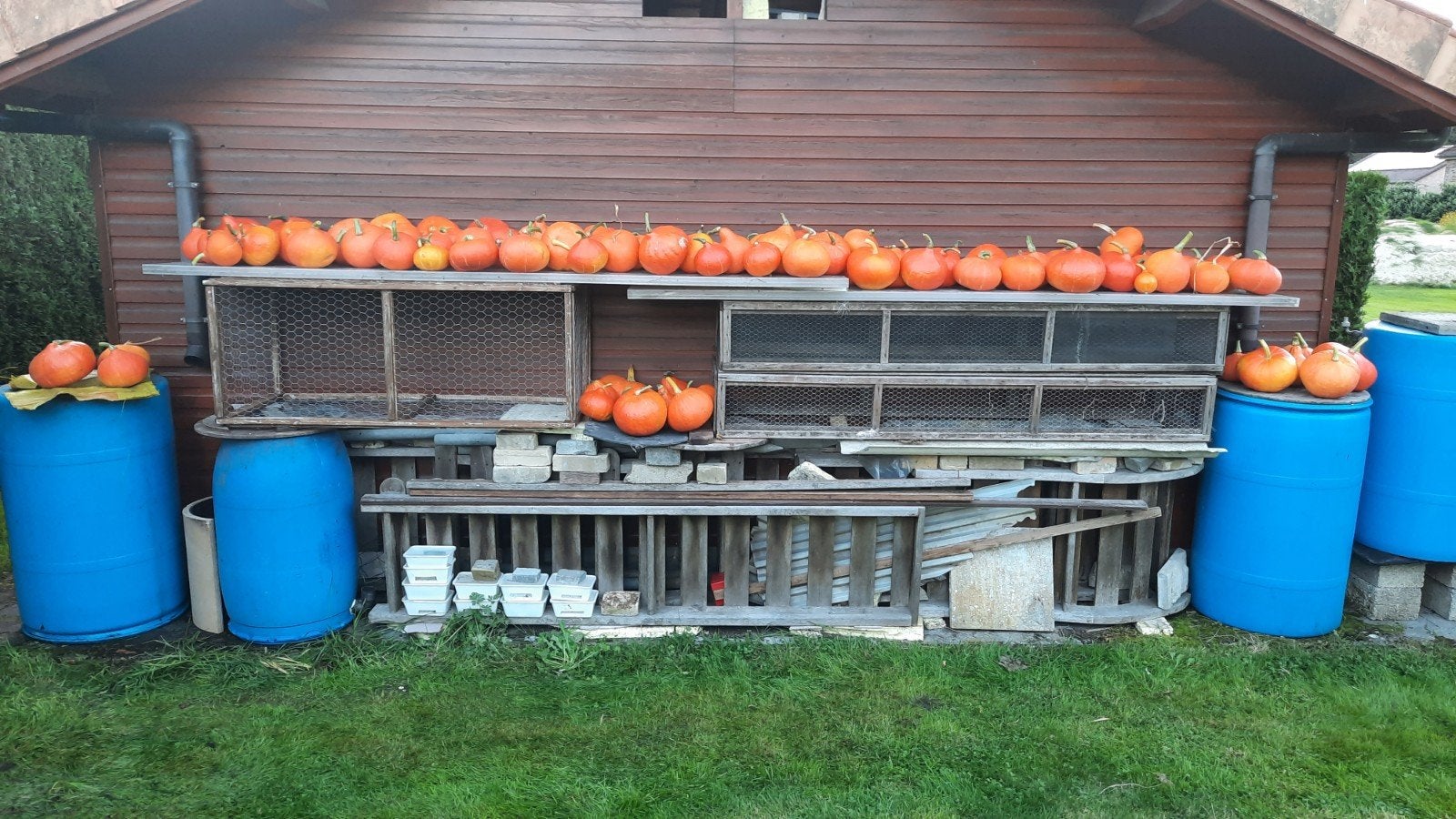 pompoenen te koop, Jardin & Terrasse, Enlèvement