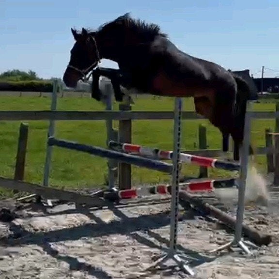 3 jarige don't touch merrie, Merrie