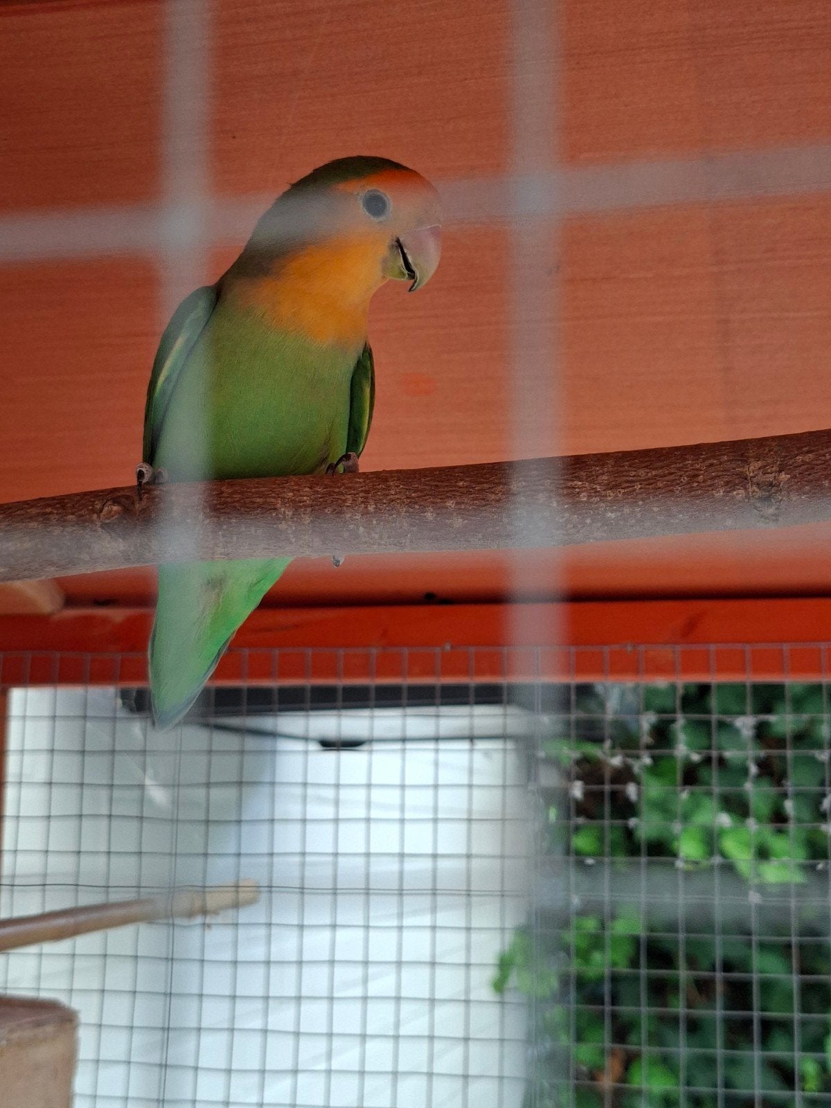 agapornis roseicolli, Femelle, Perroquet nain ou Inséparable