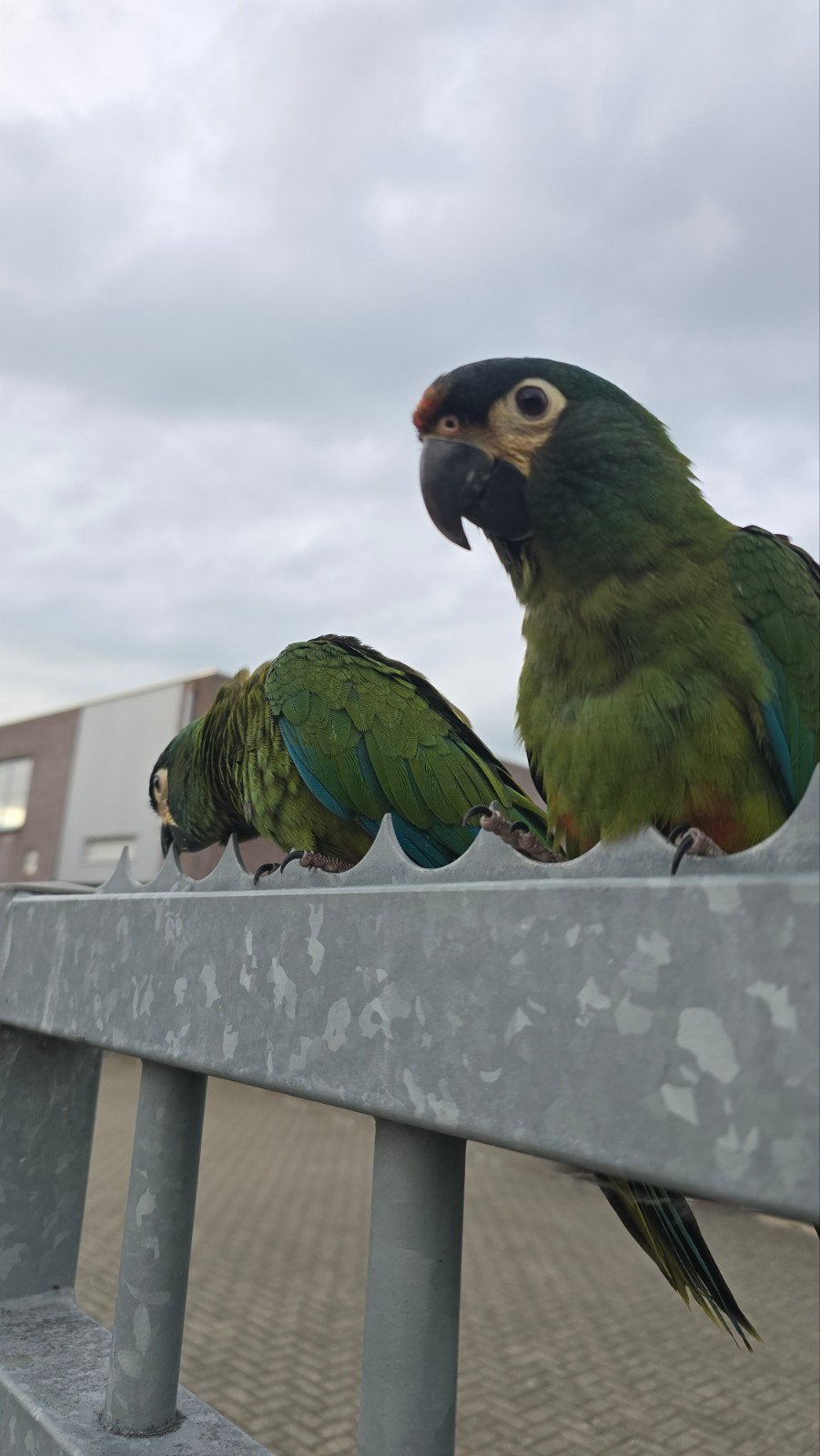 Ara maracana / illigers macaw / Tam /Freeflight /, Femelle, Perroquet, Domestique