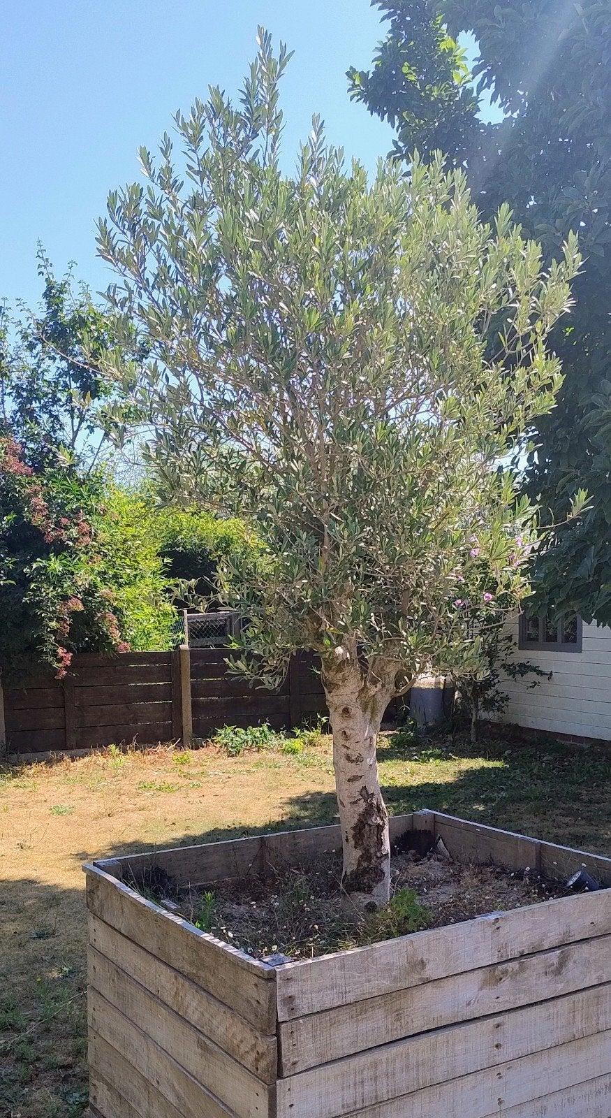 prachtige olijfboom +/- 2m, Ophalen, Olijfboom, 100 tot 250 cm