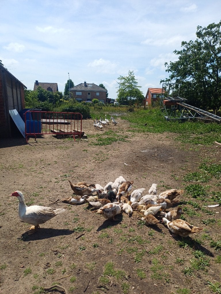 Jonge barbrieeenden, Plusieurs animaux, Canard