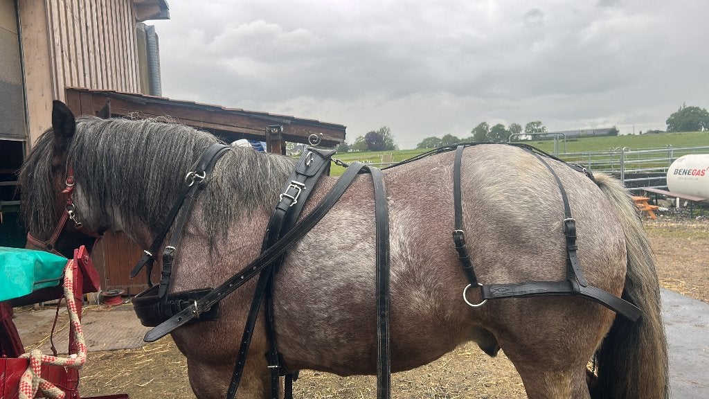 Harnais Cheval du trait, Animaux & Accessoires, Chevaux & Poneys | Brides & Harnachement, Enlèvement, Comme neuf, Autres espèces