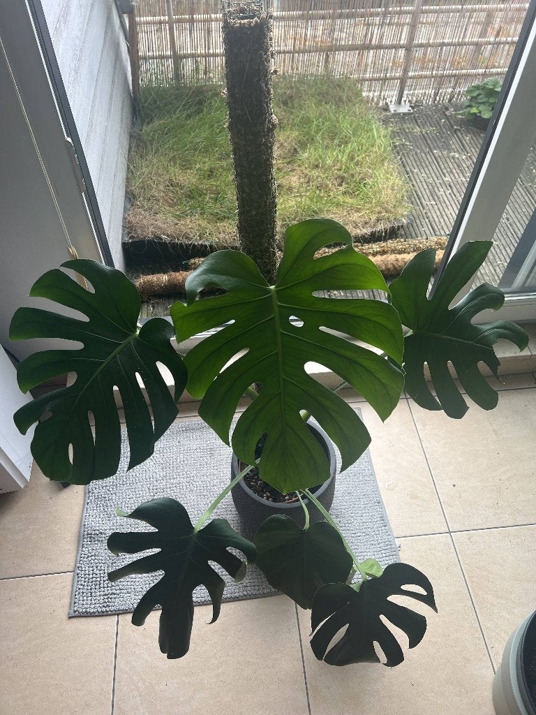 monstera deliciosa met echte mospaal, Enlèvement