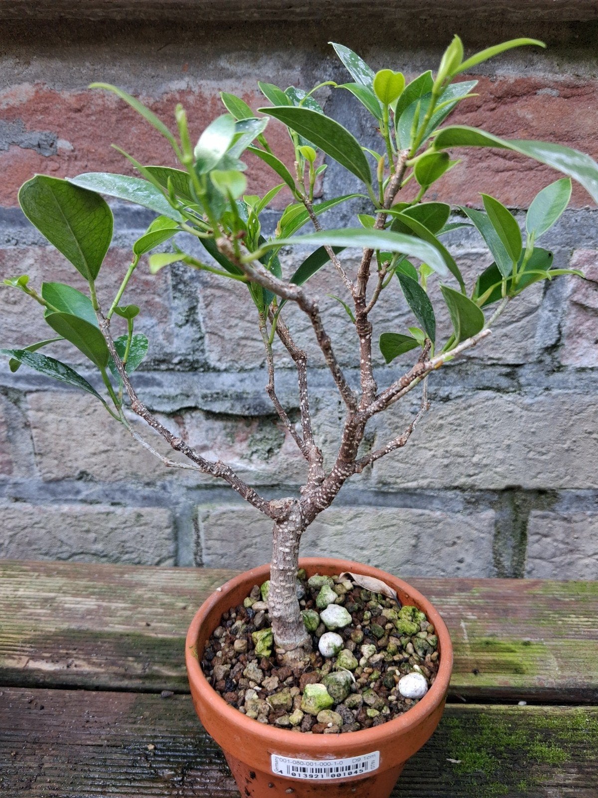 bonsaï de ficus, Jardin & Terrasse, Plantes | Arbres, Enlèvement, En pot, Autres espèces
