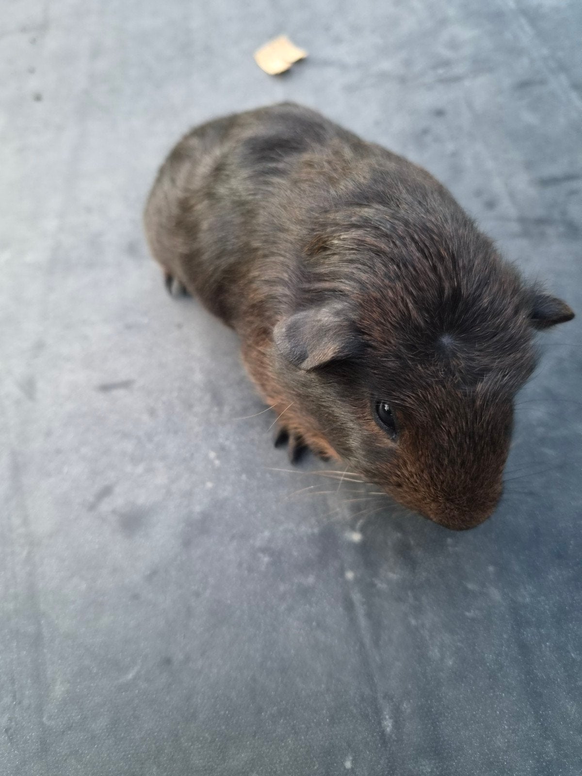 Jong cavia beertje, Dieren en Toebehoren, Cavia, Augustus, Mannelijk, Tam