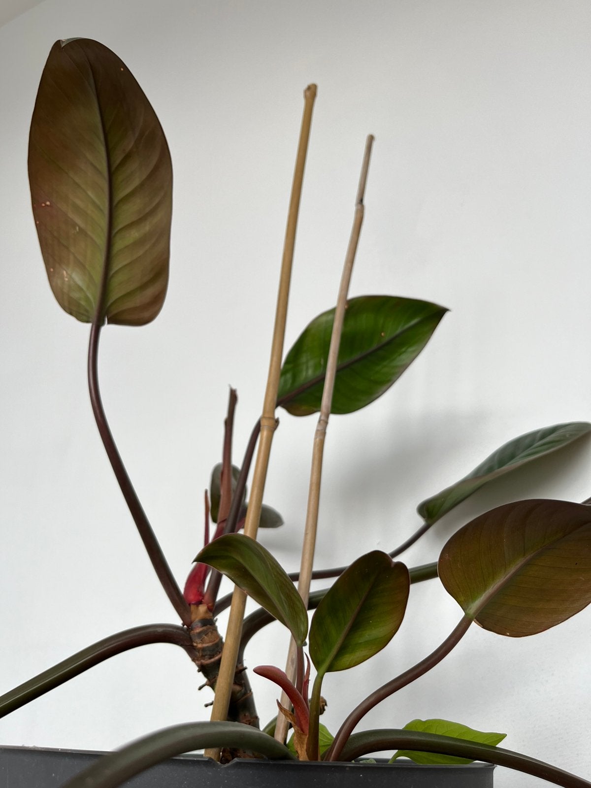 Philodendron red congo, Maison & Meubles, Enlèvement