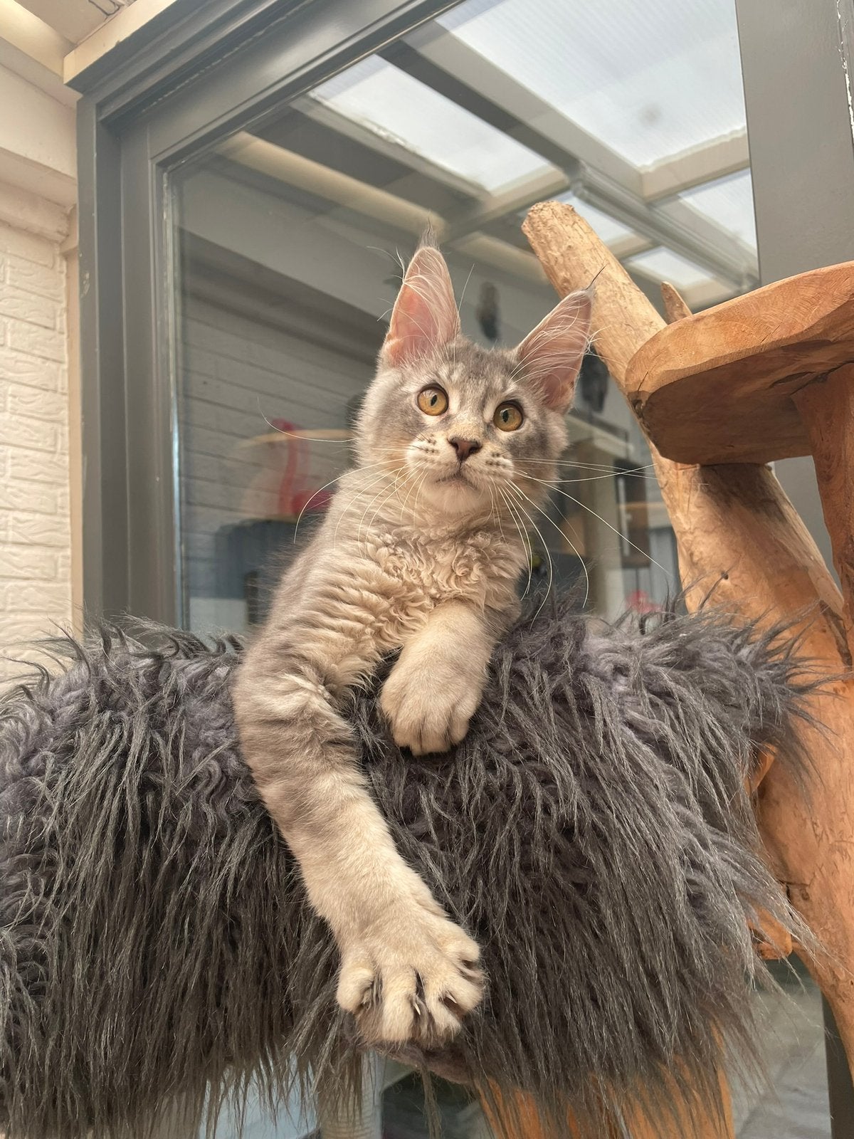 Maine coon kitten, Chat, Avec pedigree, 0 à 2 ans