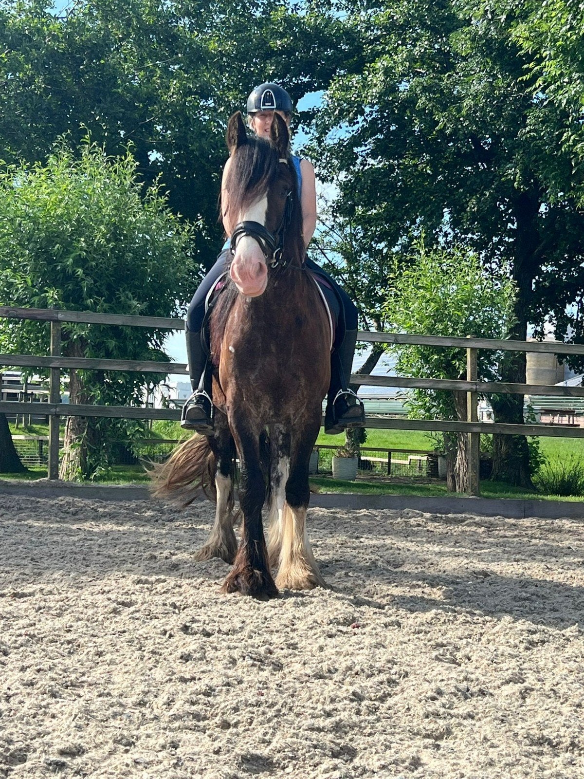 Hele lieve en mooie grote tinker ruin, Dieren en Toebehoren, Ruin, Ontwormd