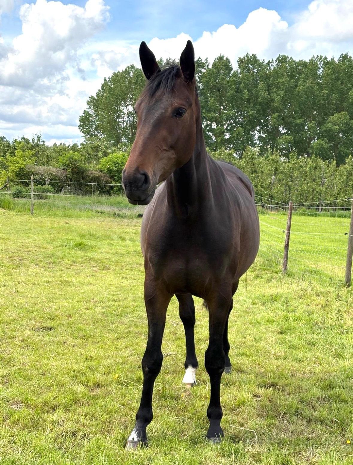 Jument de 3 ans, fille de Querido VG Z x Catana Z, Avec pedigree, 160 à 165 cm, Non dressé, Cheval de saut