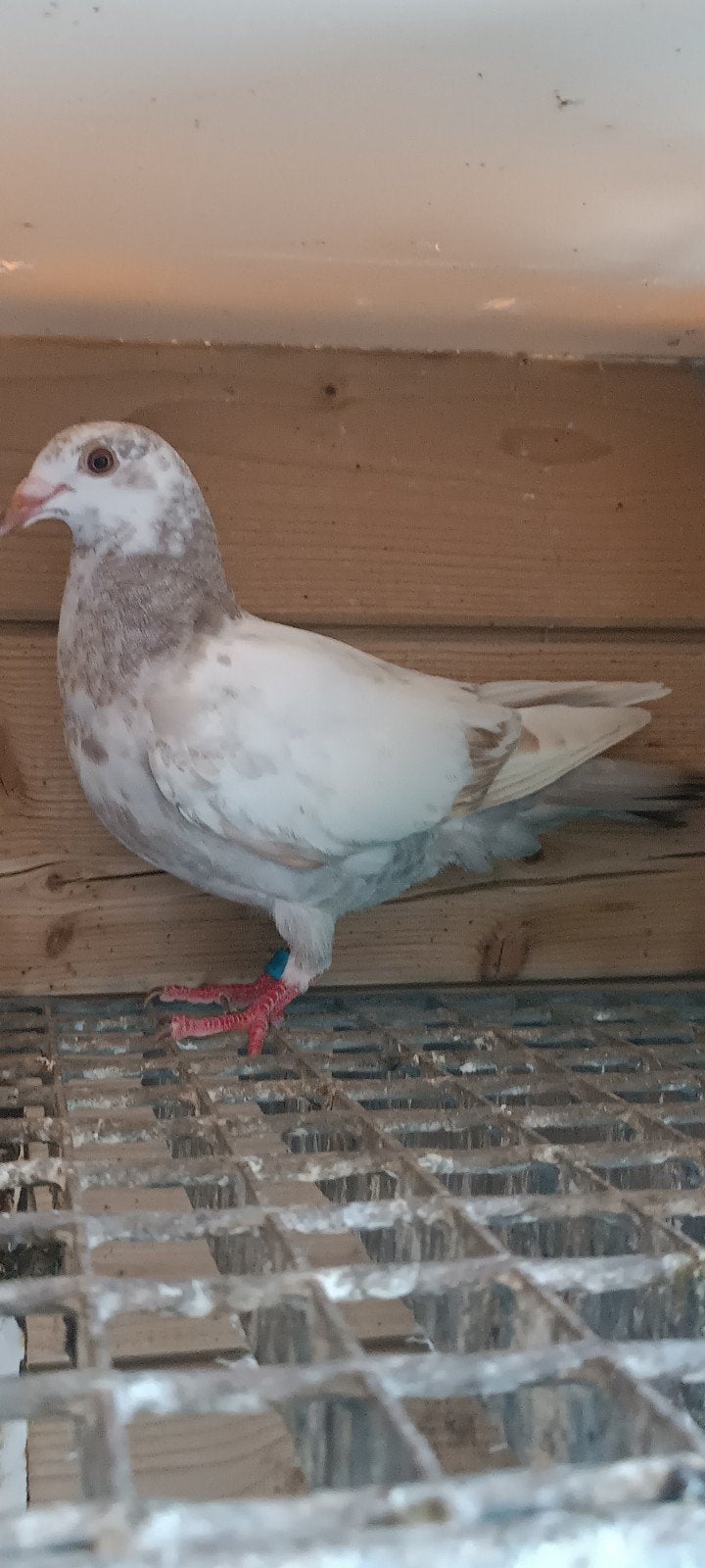 duivin 2026, Dieren en Toebehoren