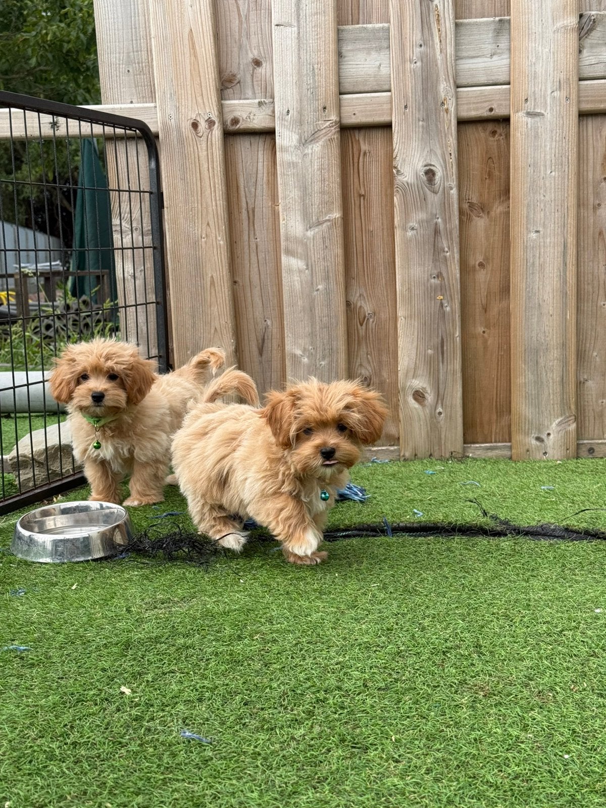 Prachtige mini maltipoo pups, Parvo, België, Overige rassen, 8 tot 15 weken