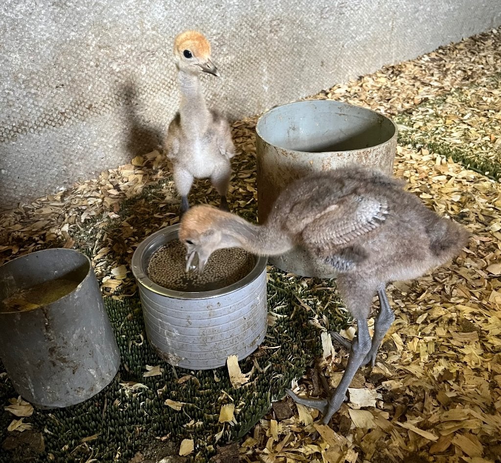 kuikens jufferkraanvogel, Animaux & Accessoires, Volatiles, Plusieurs animaux, Autres espèces