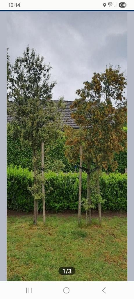 Gratis 2 steeneiken 3m, Tuin en Terras, Ophalen