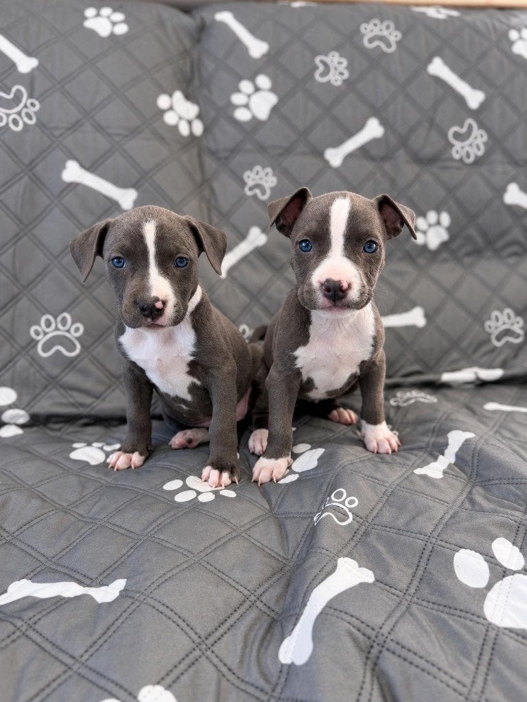 Amerikaanse Stafford pups, Dieren en Toebehoren, België, CDV (hondenziekte), 8 tot 15 weken, American Staffordshire Terriër