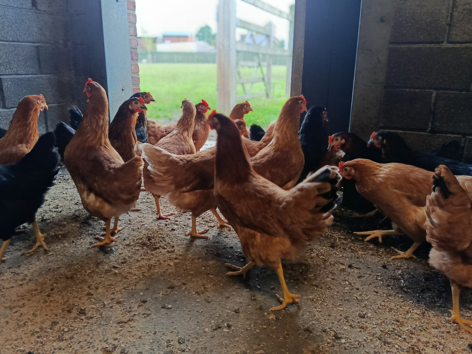 jonge legkippen in drie kleuren, Poule ou poulet