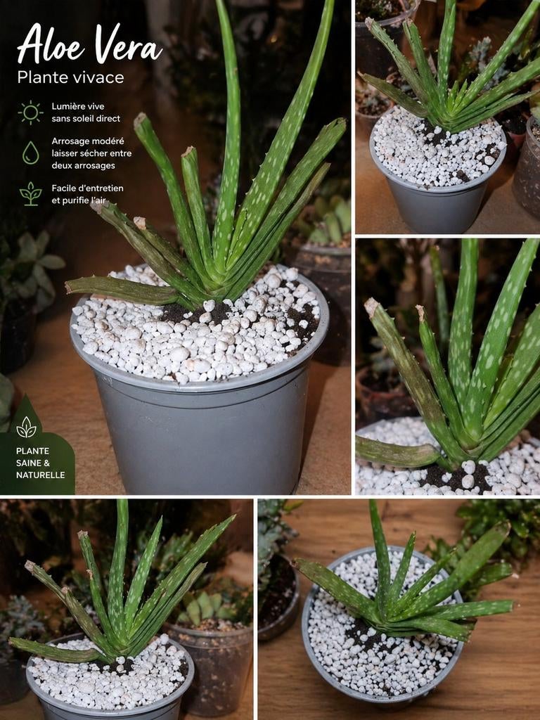 🌿 Aloe Vera en pleine santé, Enlèvement ou Envoi