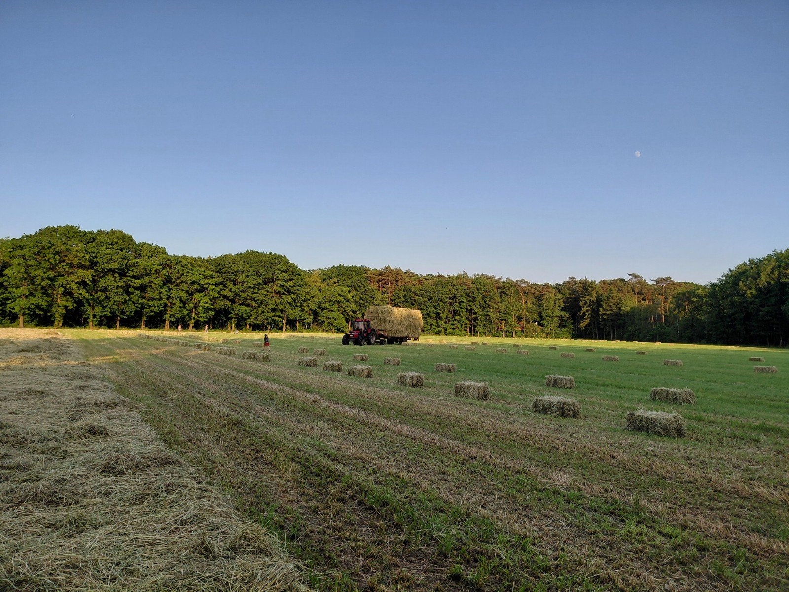 Kleine pakken hooi 1e snede 2026, geschikt voor paarden 🐎, Ophalen