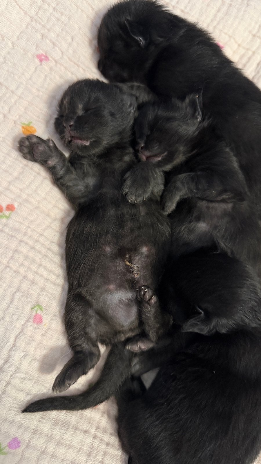 Prachtige Maine Coon kittens ️, Chatte ou Chat, Vermifugé, 0 à 2 ans