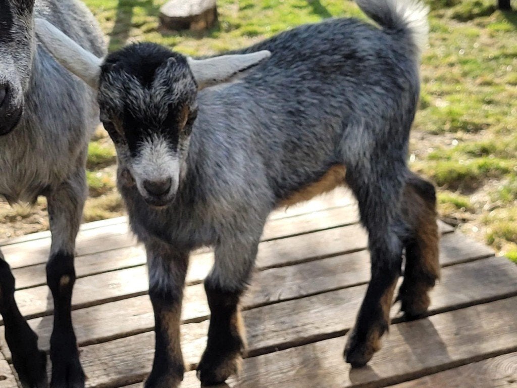 Geitjes, Dieren en Toebehoren, Mannelijk, Geit, 0 tot 2 jaar