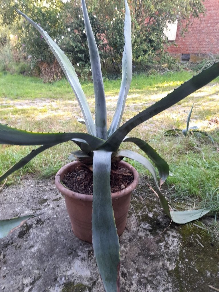 grote, oude agave, Ophalen, Vaste plant, Overige soorten