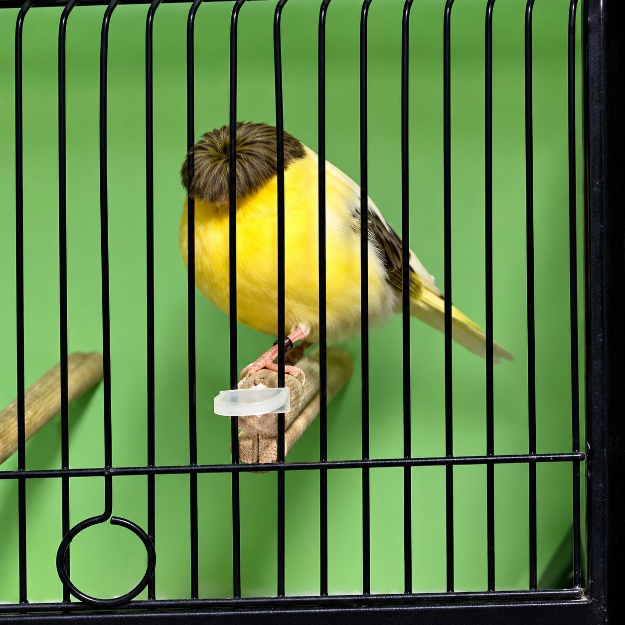 Des glosters pour la qualité, Plusieurs animaux, Canari de posture