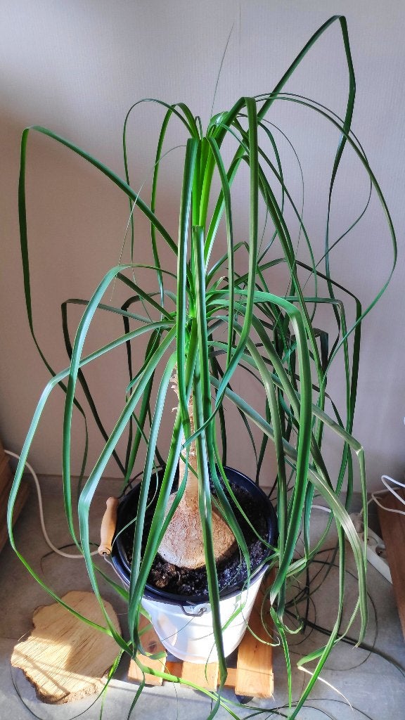 Olifantspoot of Beaucarnea recurvata, Huis en Inrichting, Kamerplanten, Ophalen
