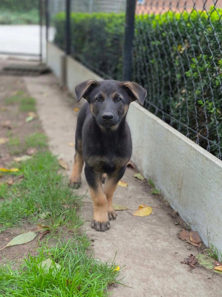 De magnifiques chiots malinois sont disponibles !, Animaux & Accessoires, Maladie de Carré (chiens), Plusieurs, Belgique, Berger