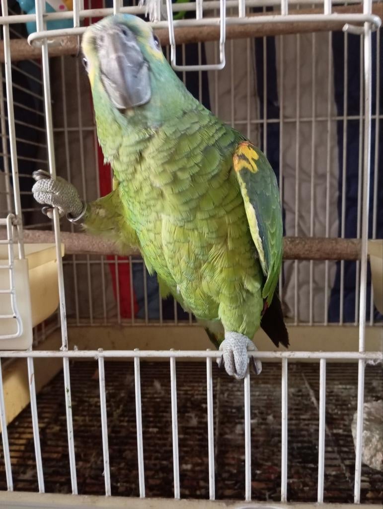 Amazone Tam met praten 24, Dieren en Toebehoren, Tam