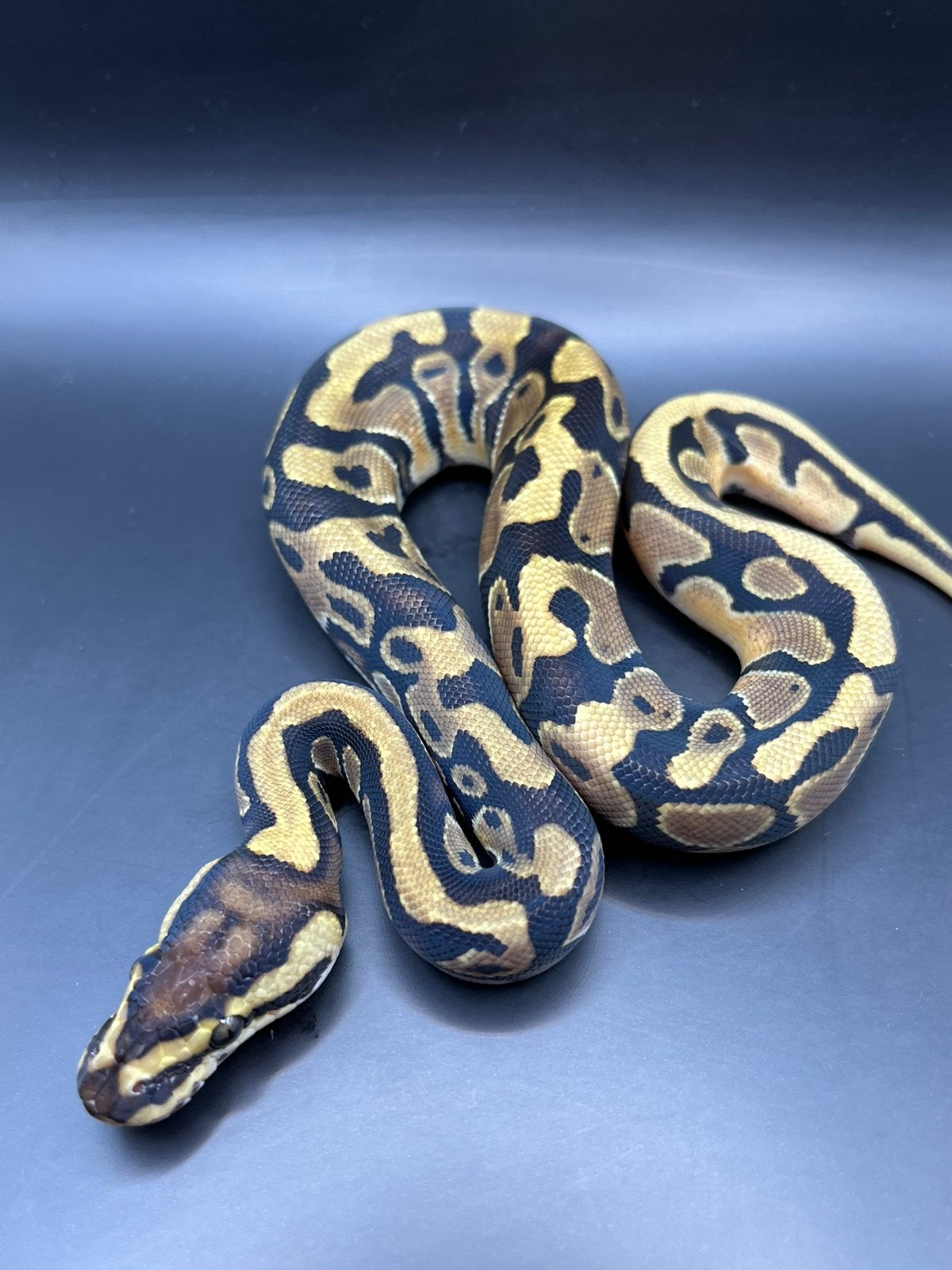 Sale Antwerpen Div.Koningspythons,Ball Python,Python Regius Ball Python photo 10