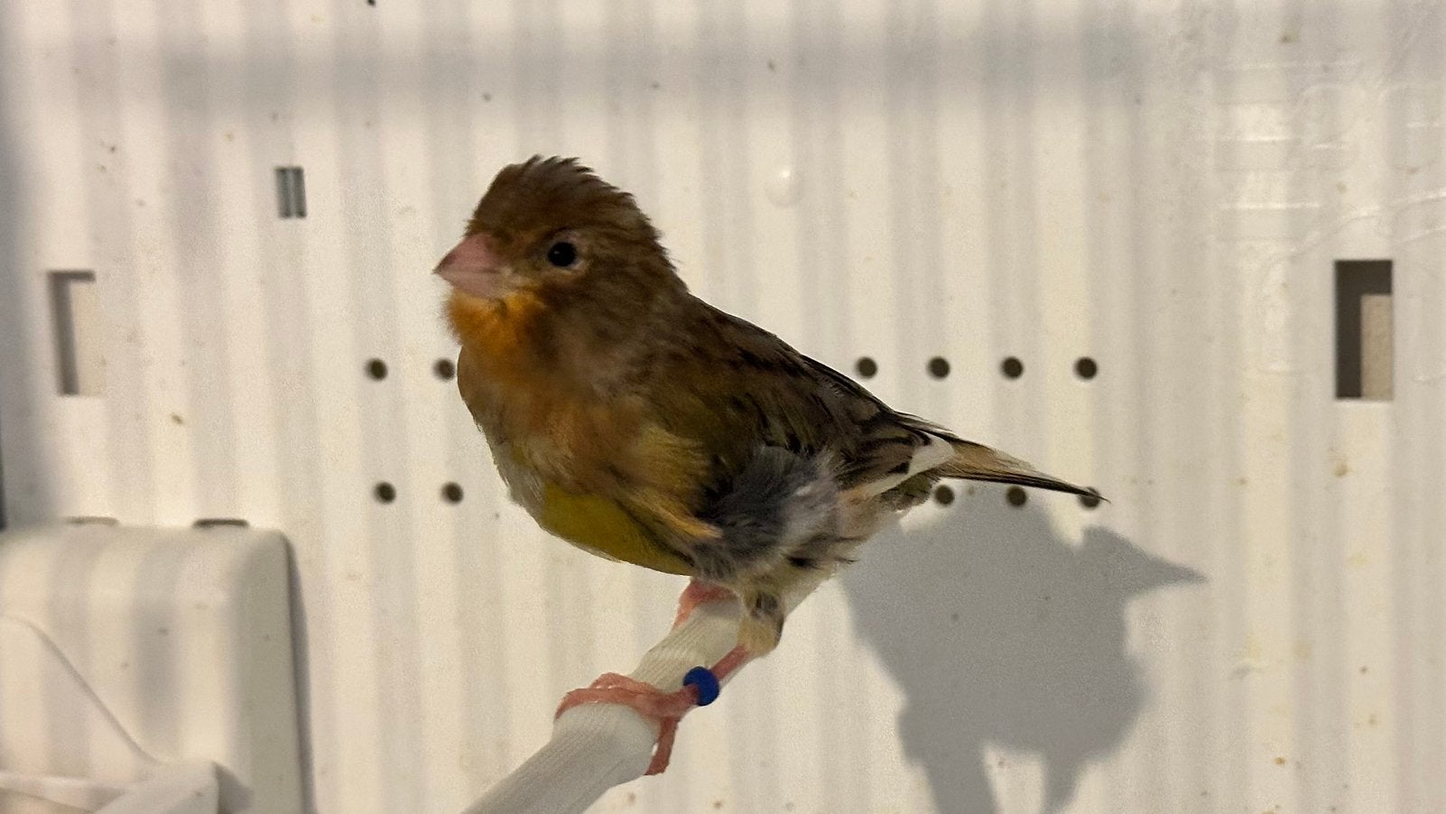 Kanarie, Dieren en Toebehoren, Vogels | Overige Vogels, Mannelijk, Geringd
