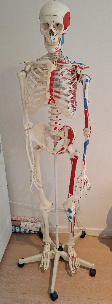Anatomisch skelet 3B Scientific model Max, Divers, Enlèvement, Utilisé