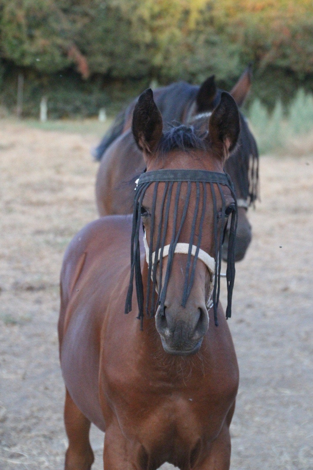 Familiepaardje, lief merrieveulen quarter quarab wandelpaard, 0 tot 2 jaar, Gechipt, Westernpony, Merrie