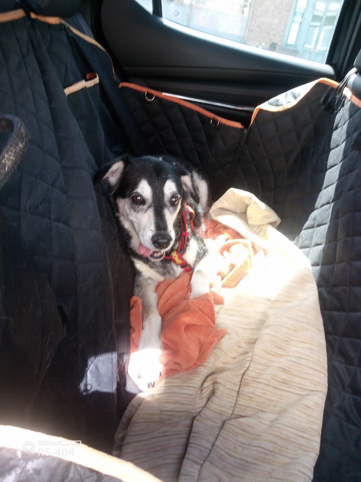 Reistas voor honden, enz., Ophalen, Hond
