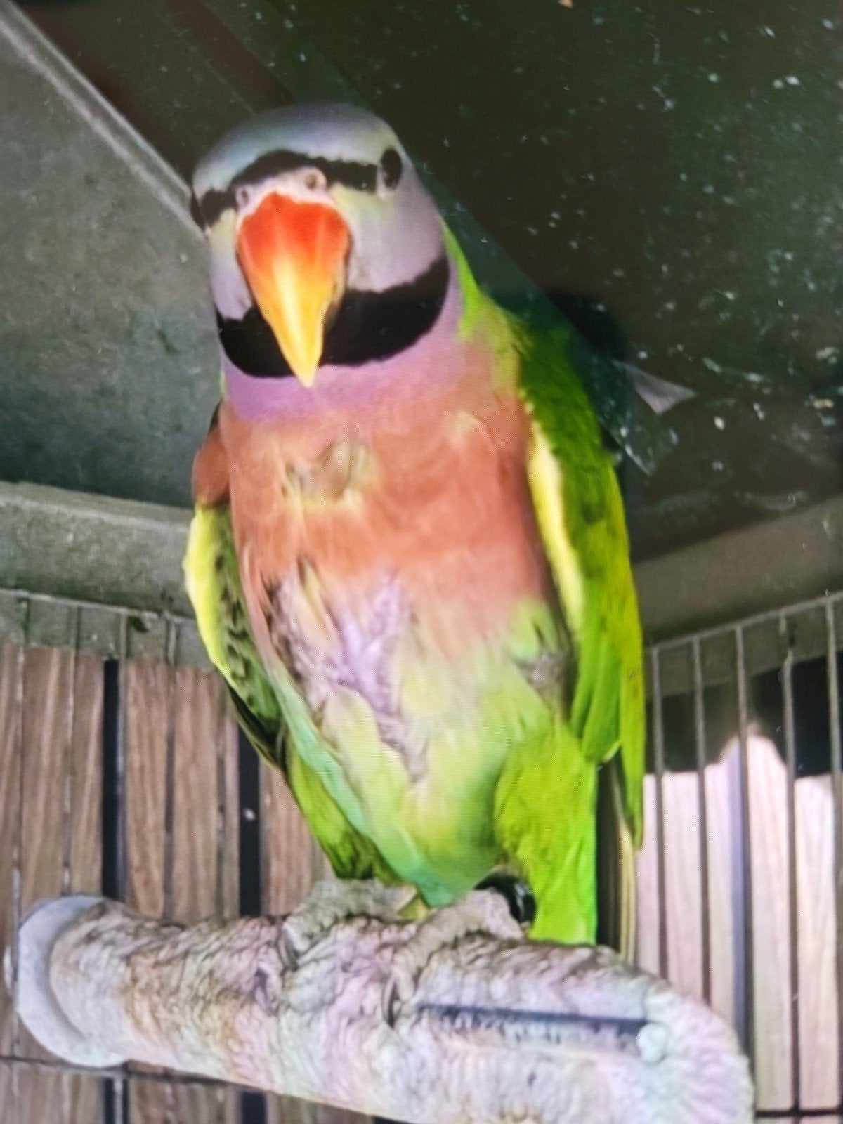 Perroquet, Animaux & Accessoires, Perroquet