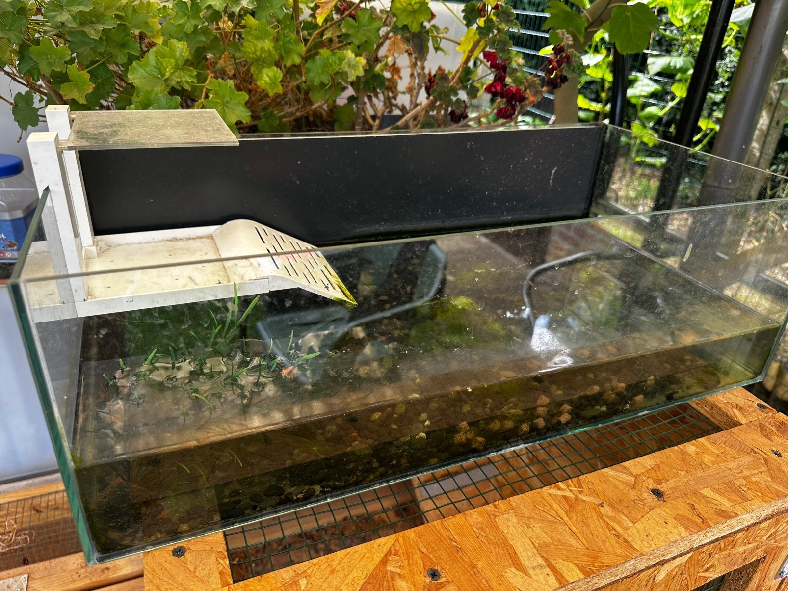 Aquarium aquatique pour tortues avec 2 tortues, Animaux & Accessoires, Enlèvement, Comme neuf
