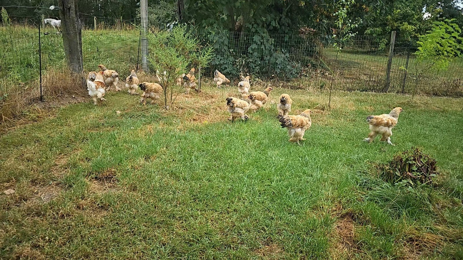 Brahma Buff Zwart & Blauw., Dieren en Toebehoren, Meerdere dieren, Kip