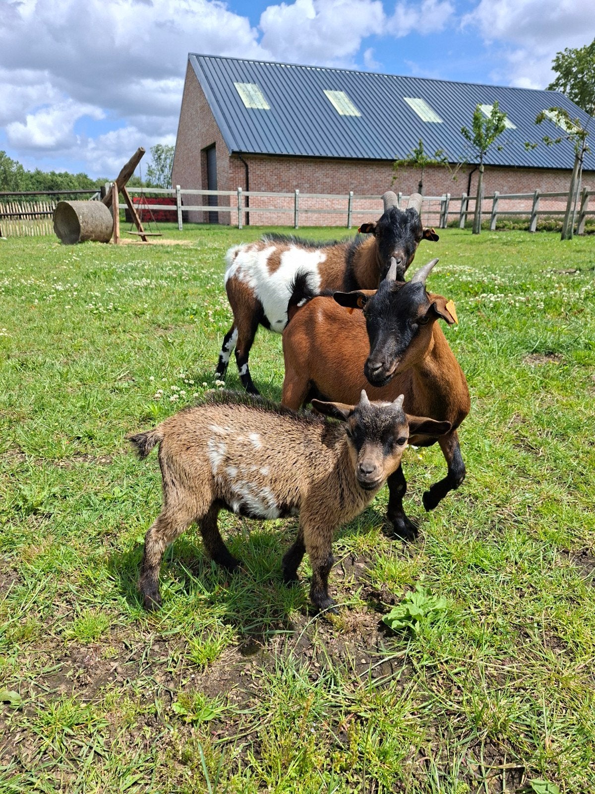 Jong dwergeitbokje, Dieren en Toebehoren, Schapen, Geiten en Varkens