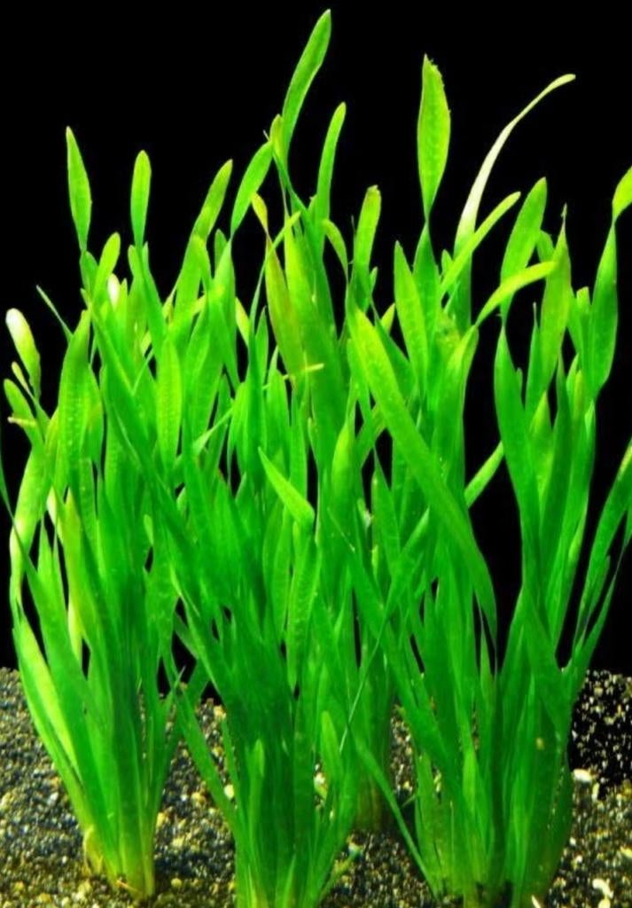 Vallisneria, Dieren en Toebehoren, Vissen | Aquariumvissen