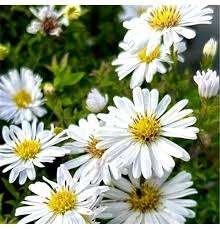Aster Schneewitchen, Ophalen