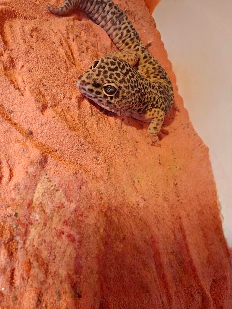 Super giant luipaardgekko, Dieren en Toebehoren, Reptielen en Amfibieën, Overige soorten, 3 tot 6 jaar