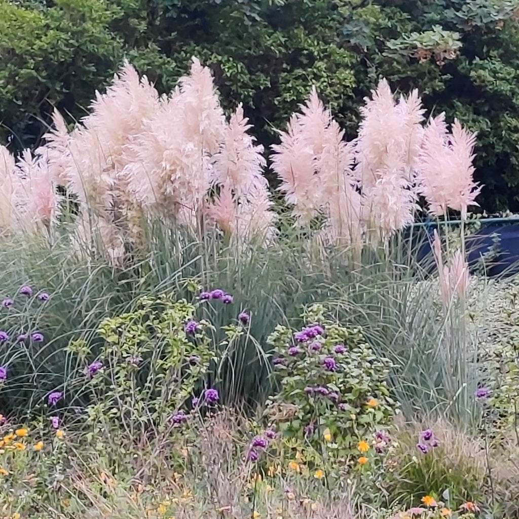 Pampasgras, Ophalen, Herfst, Vaste plant, Siergrassen