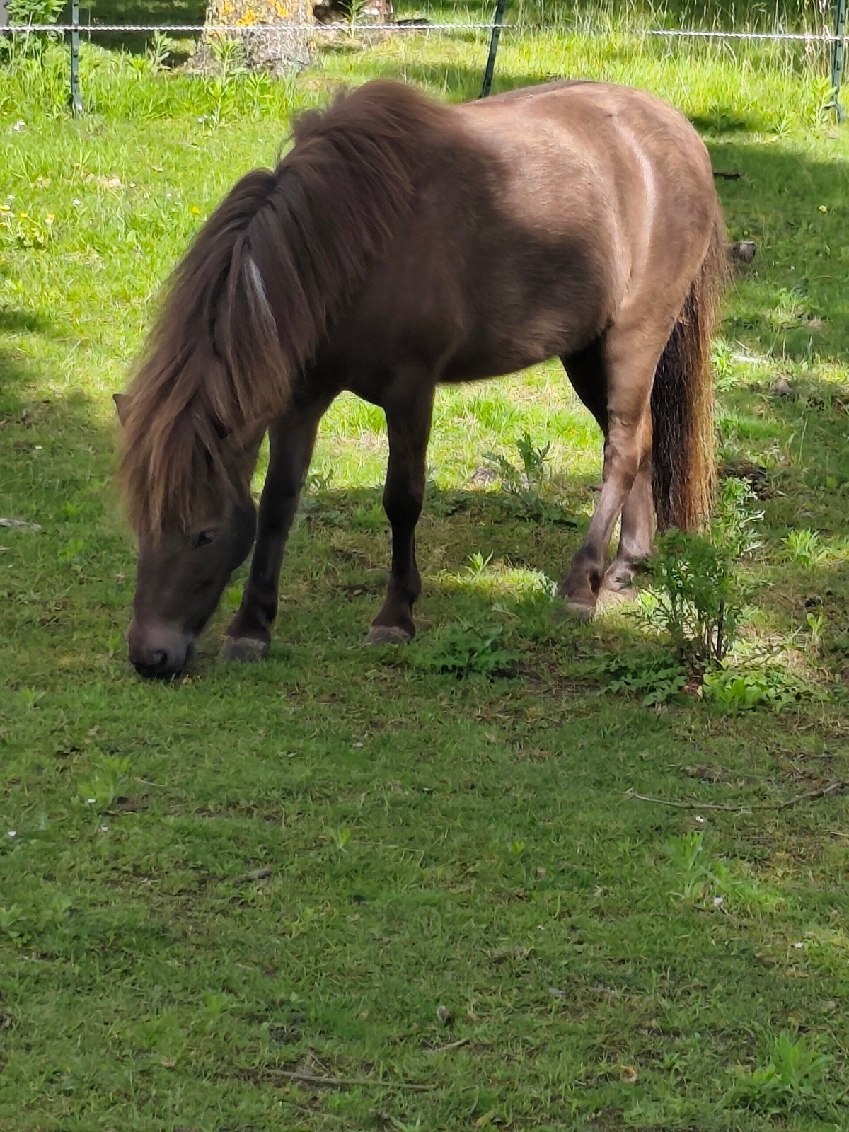 NMRPS mini-hongre 6 ans papiers, Animaux & Accessoires, Hongre, Poney A (jusqu'à 1.17 m), Avec pedigree, 3 à 6 ans