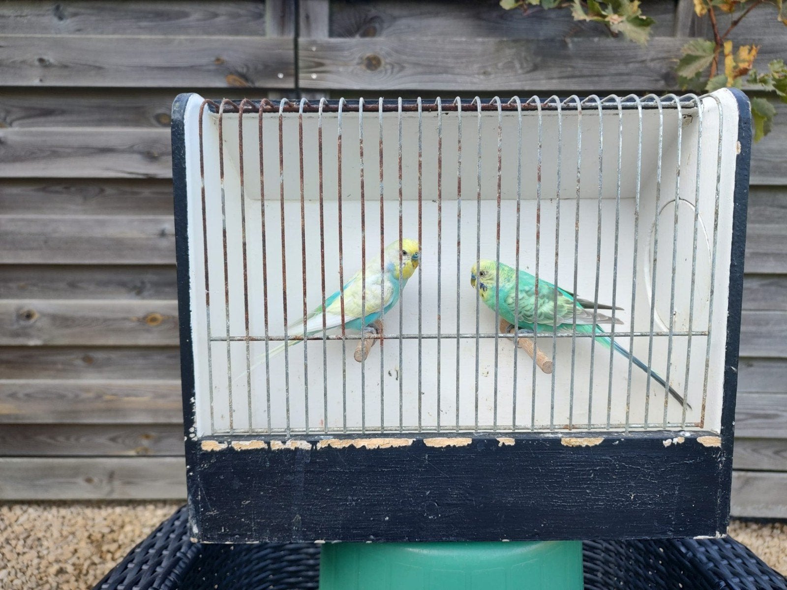 grasparkieten, Dieren en Toebehoren, Ophalen